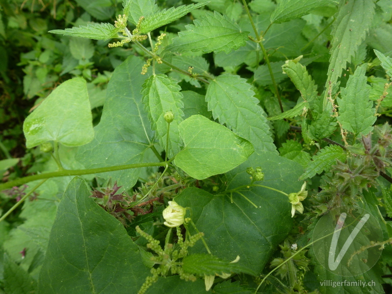 Zweihäusige Zaunrübe: Blätter