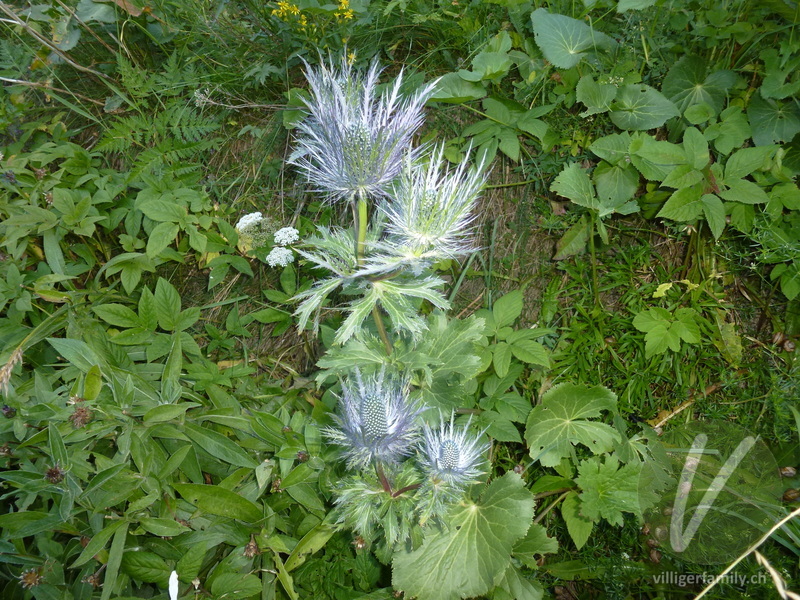 Alpen-Mannstreu: Blüten, Gesamtbild