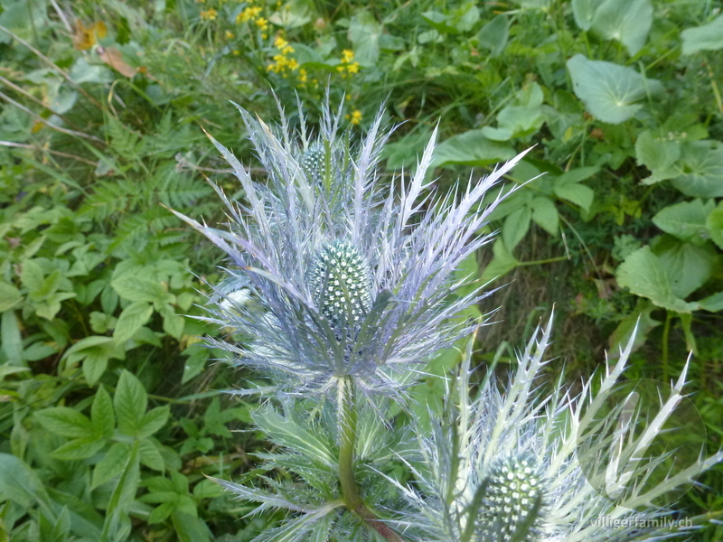 Alpen-Mannstreu: Blüten