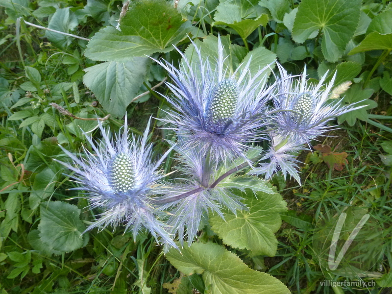 Alpen-Mannstreu: Blüten, Blätter