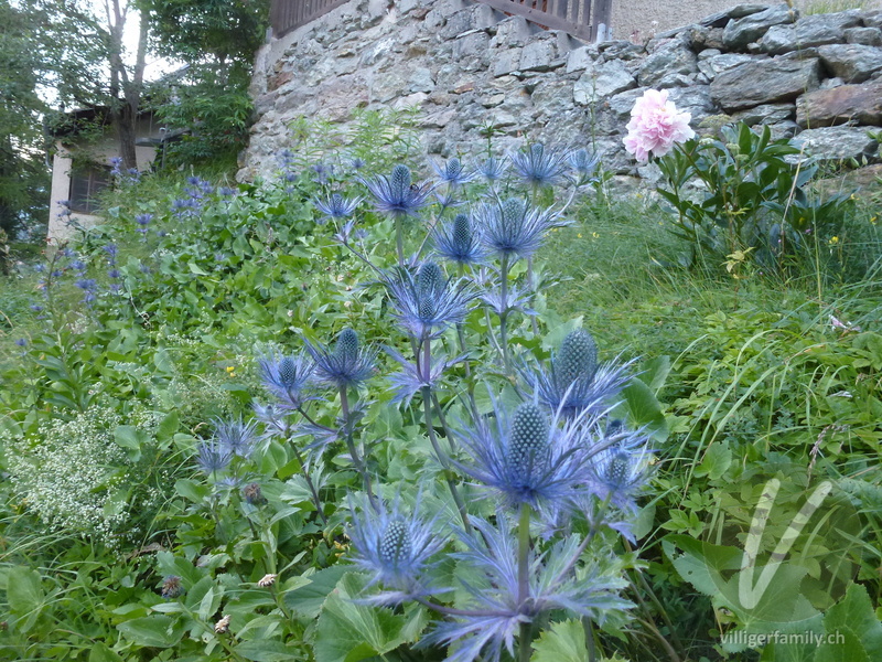 Alpen-Mannstreu: Gesamtbild, Blüten
