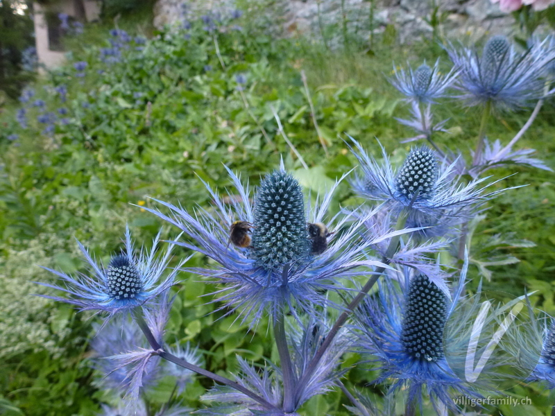 Alpen-Mannstreu: Blüten