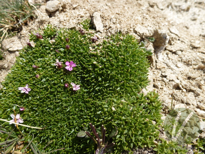 Silikat-Polsternelke: Gesamtbild, Blüten, Blätter