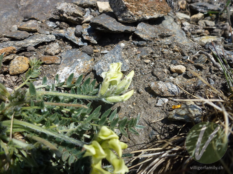 Gewöhnlicher Alpen-Spitzkiel: Blüten, Blätter