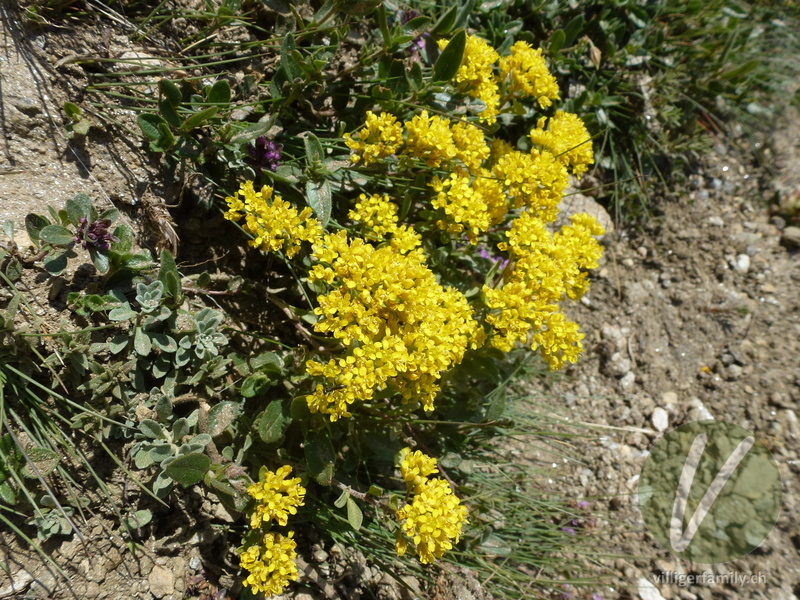 Alpen-Steinkraut: Gesamtbild, Blüten