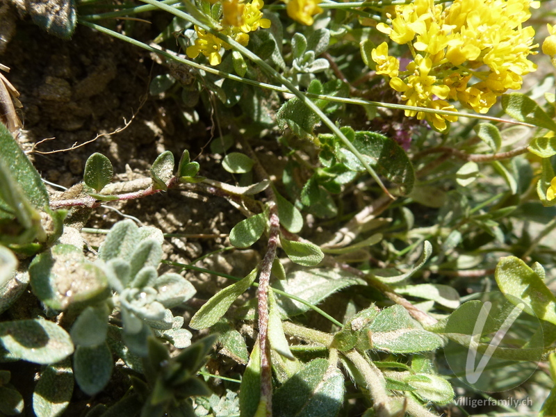 Alpen-Steinkraut: Blätter, Stengel