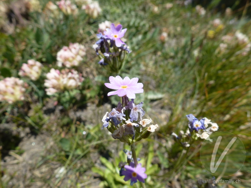 Mehl-Primel: Blüten