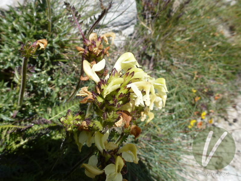 Knolliges Läusekraut: Blüten