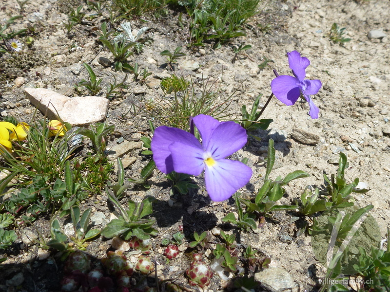 Langsporniges Stiefmütterchen: Blüten