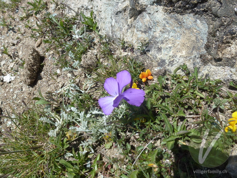 Langsporniges Stiefmütterchen: Blüten