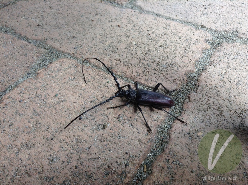 Grosser Eichenbock: 