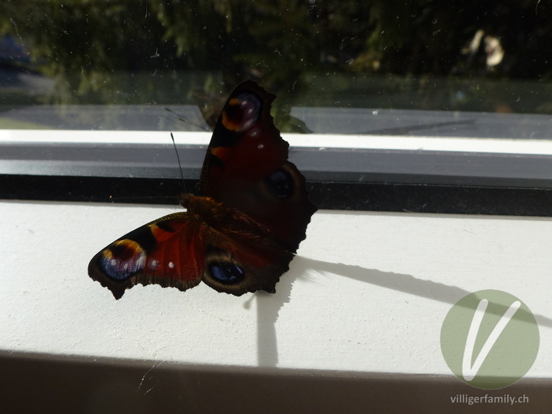 Tagpfauenauge: 