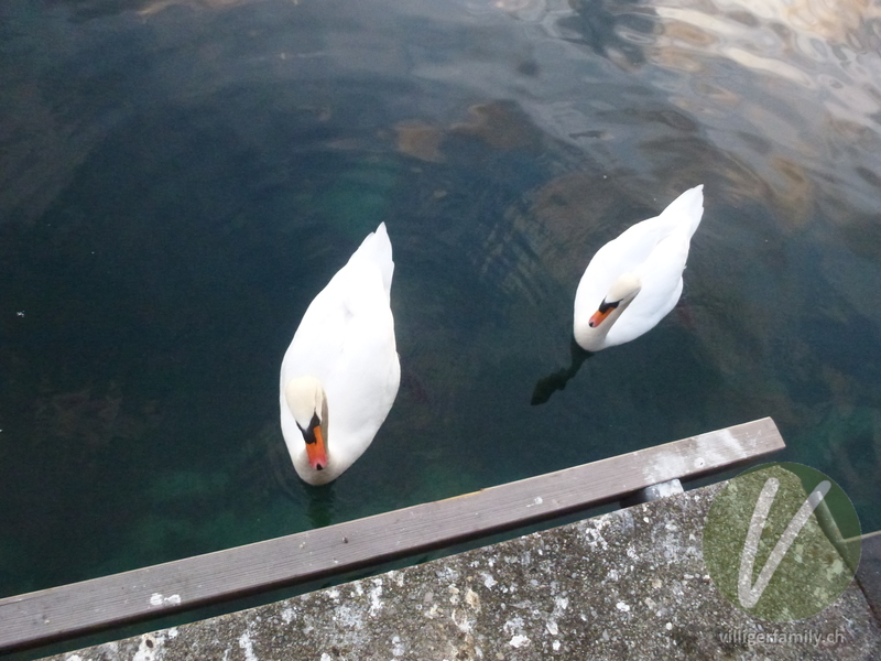 Höckerschwan: 