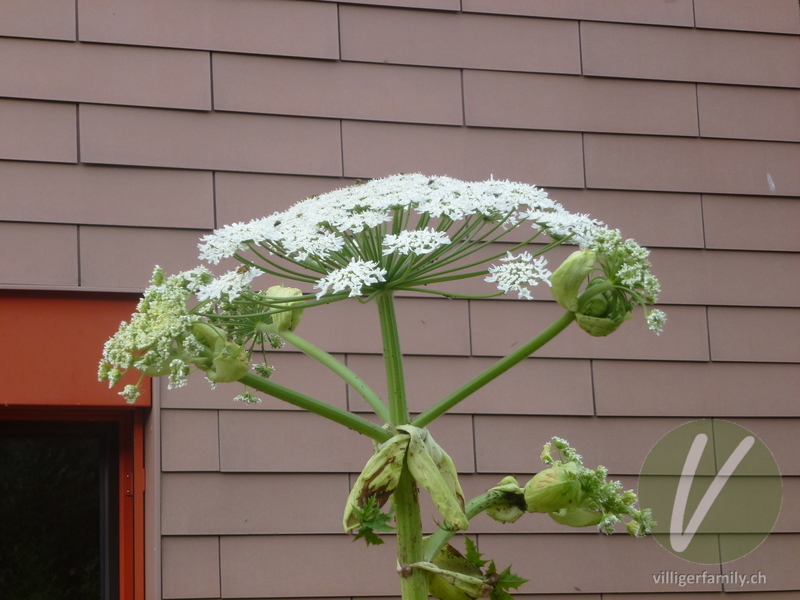 Riesen-Bärenklau: Blüten