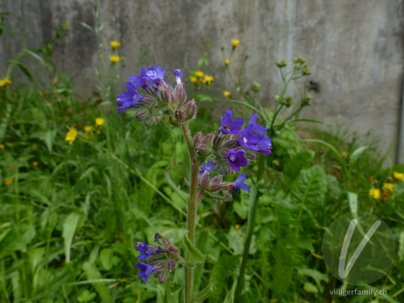 Echte Ochsenzunge: Blüten