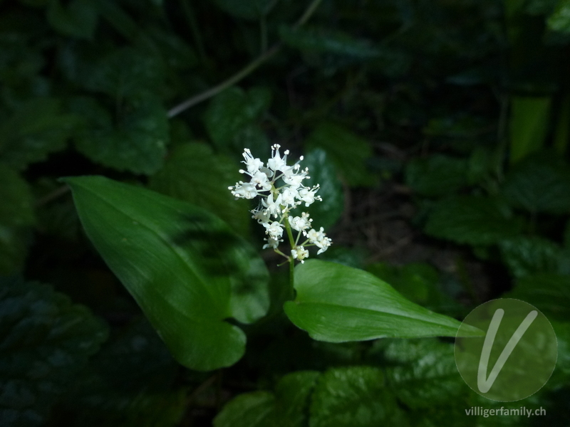 Zweiblättrige Schattenblume: Blüten