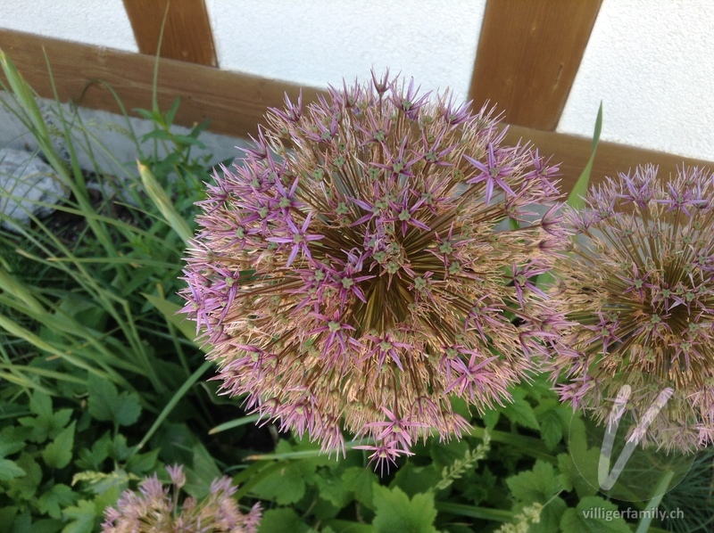 Sternkugel-Lauch: Blüten, Früchte