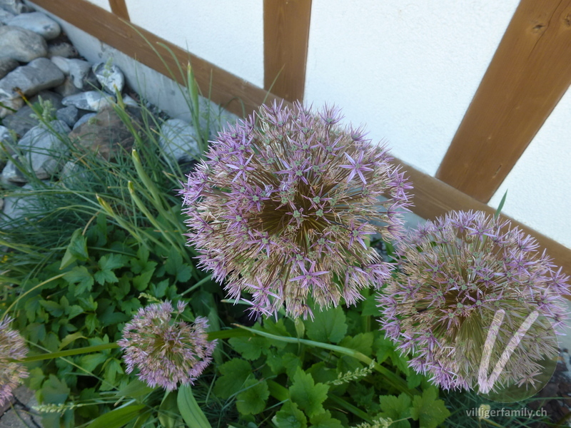 Sternkugel-Lauch: Blüten