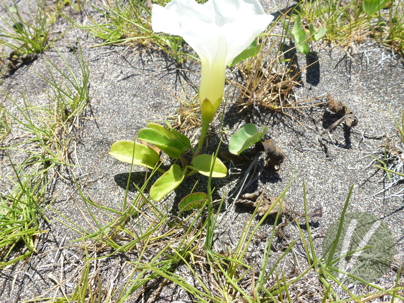 Prunkwinde (Ipomoea imperati): Gesamtbild