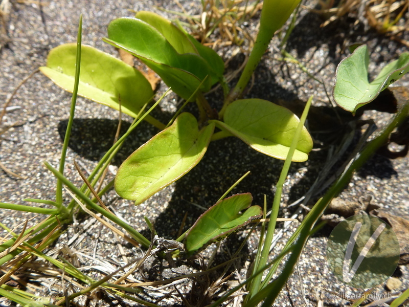 Prunkwinde (Ipomoea imperati): Blätter