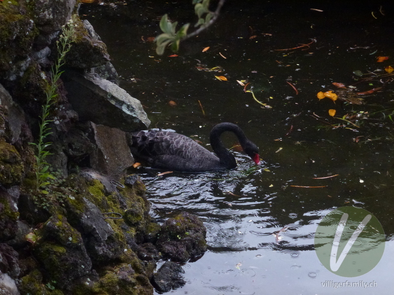 Trauerschwan: 