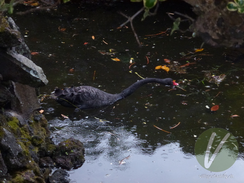 Trauerschwan: 