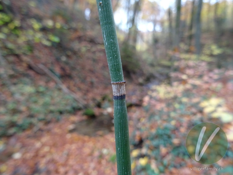 Winter-Schachtelhalm: Stengel