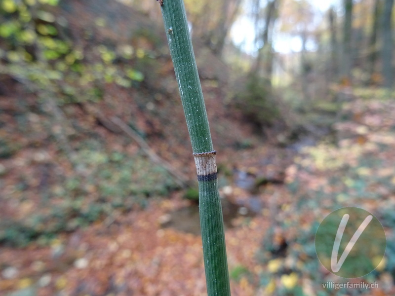 Winter-Schachtelhalm: Stengel