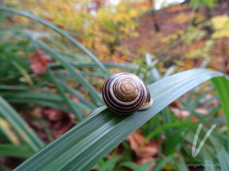 Garten-Bänderschnecke: 