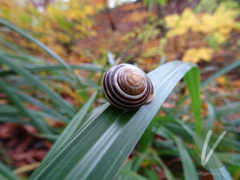 Garten-Bänderschnecke: 