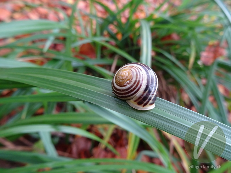 Garten-Bänderschnecke: 