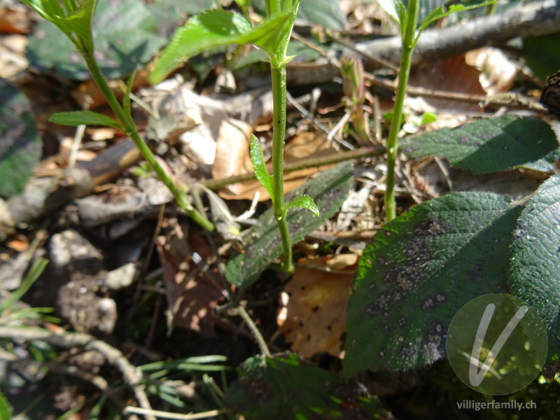 Wald-Bingelkraut: Blätter, Stengel