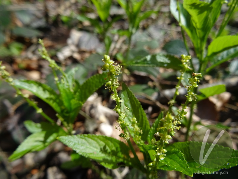 Wald-Bingelkraut: Blüten