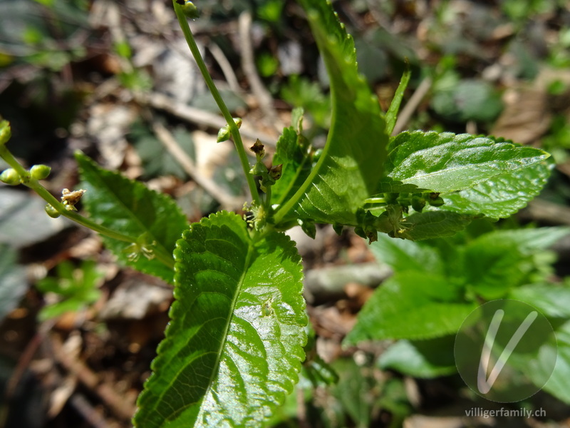 Wald-Bingelkraut: Blüten, Blätter