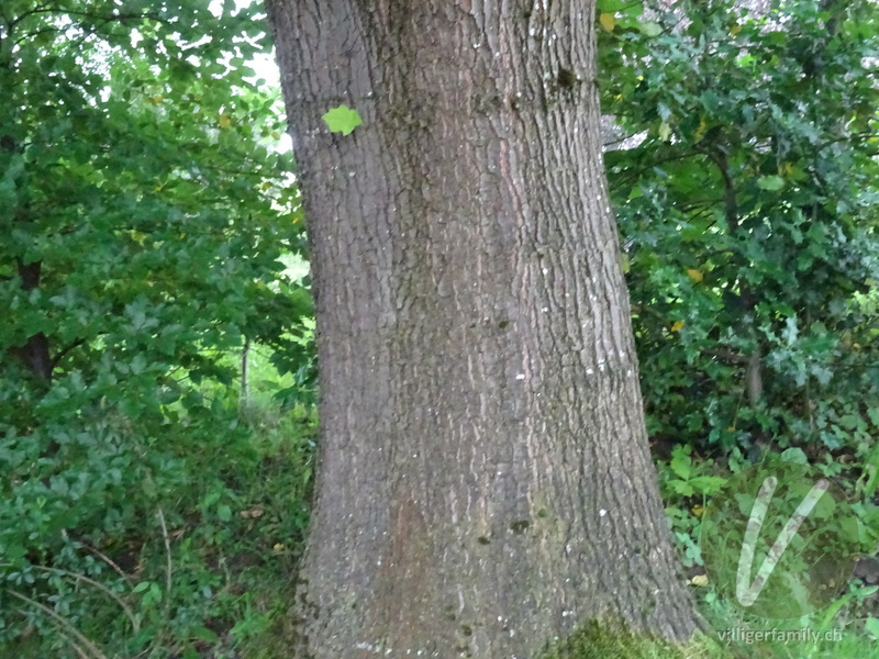 Rot-Eiche: Stengel