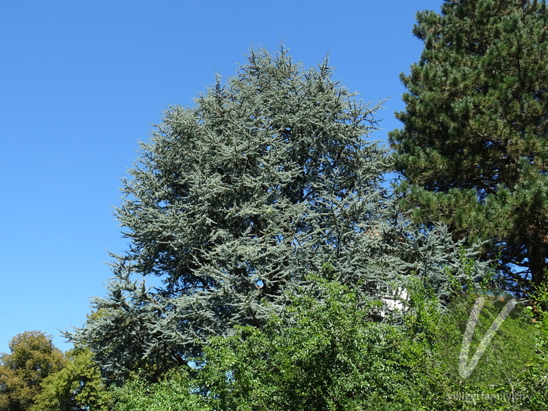 Atlas-Zeder: Gesamtbild