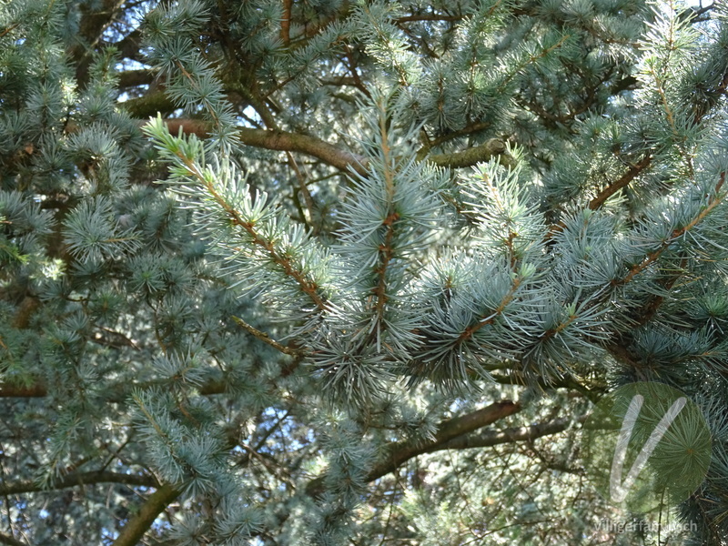 Atlas-Zeder: Blätter