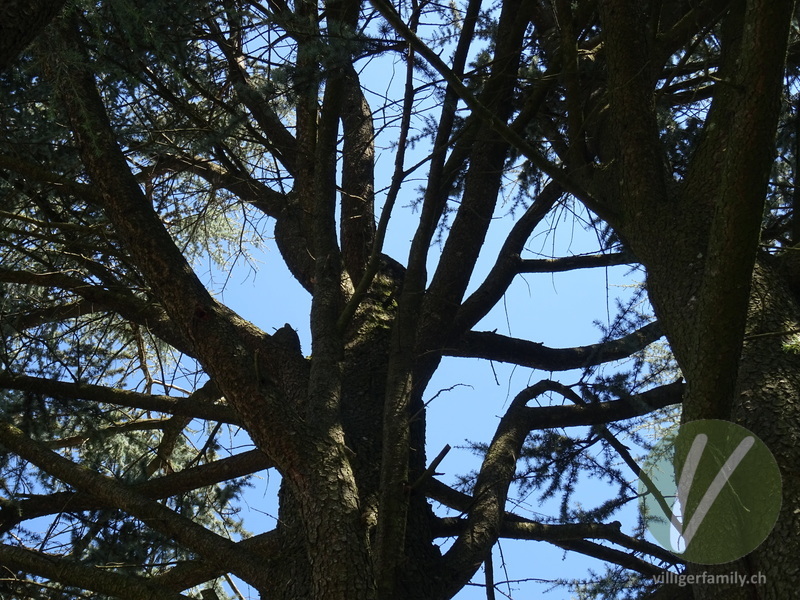 Atlas-Zeder: Gesamtbild