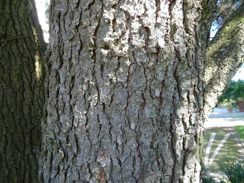 Atlas-Zeder: Stengel