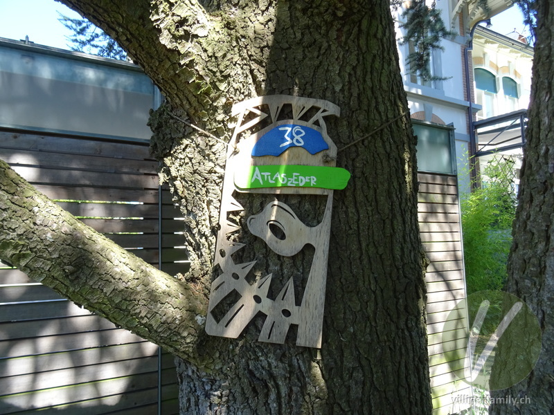 Atlas-Zeder: Namensschild