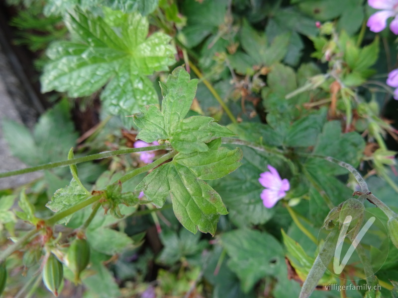 Knotiger Storchschnabel: Blätter