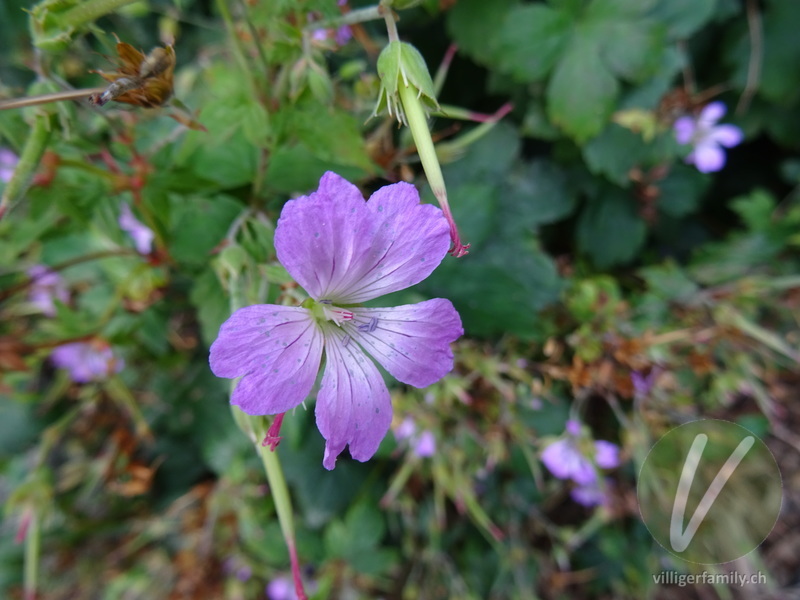 Knotiger Storchschnabel: Blüten