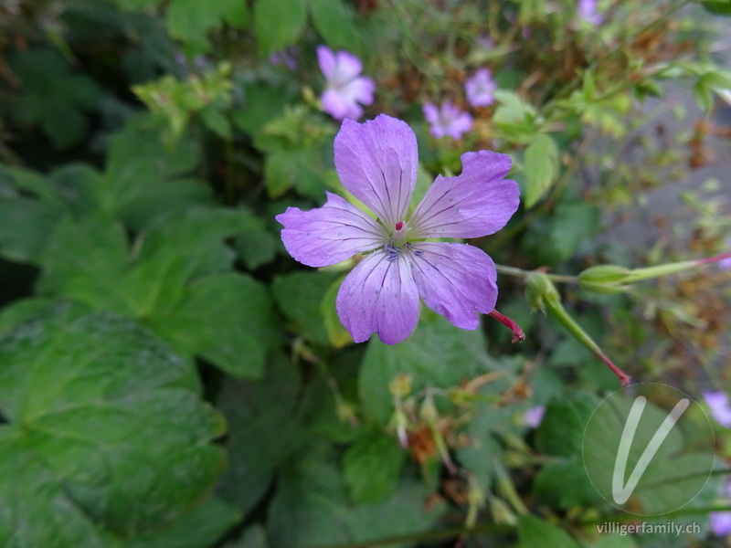 Knotiger Storchschnabel: Blüten