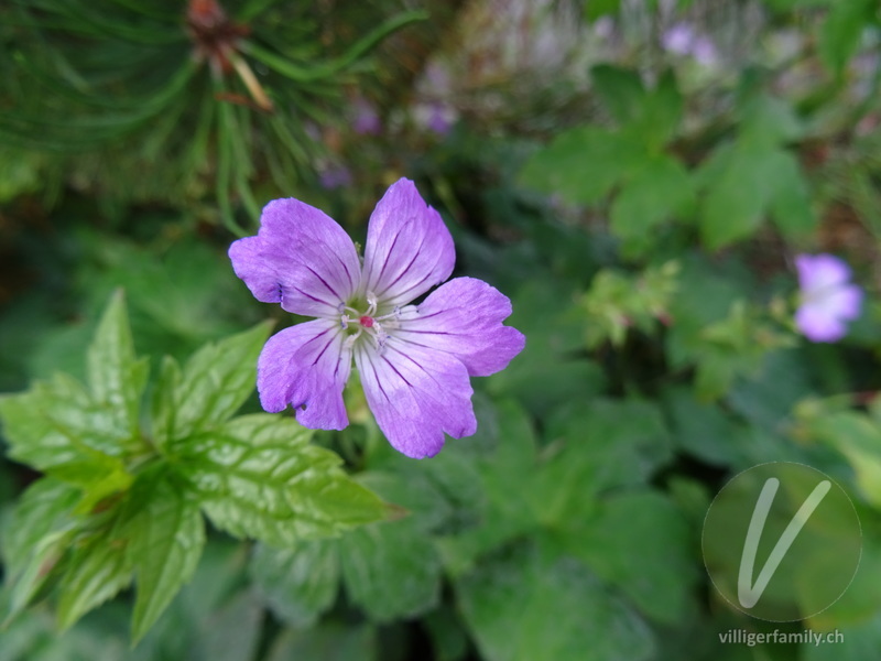 Knotiger Storchschnabel: Blüten