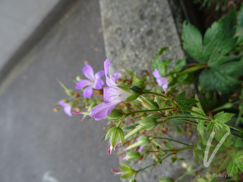 Knotiger Storchschnabel: Blüten