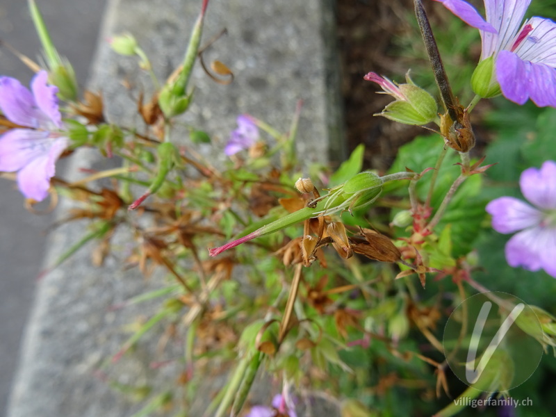 Knotiger Storchschnabel: Früchte