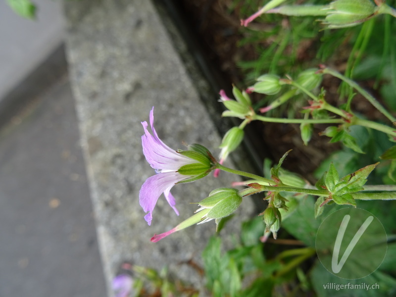 Knotiger Storchschnabel: Blüten