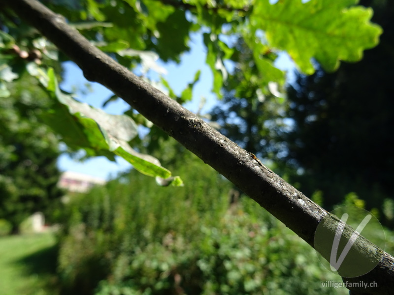 Stiel-Eiche: Stengel