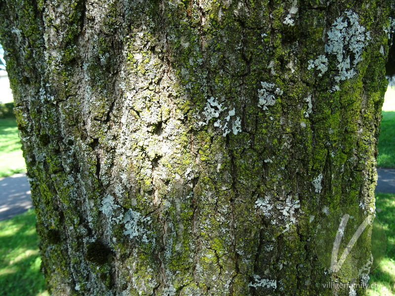 Stiel-Eiche: Stengel