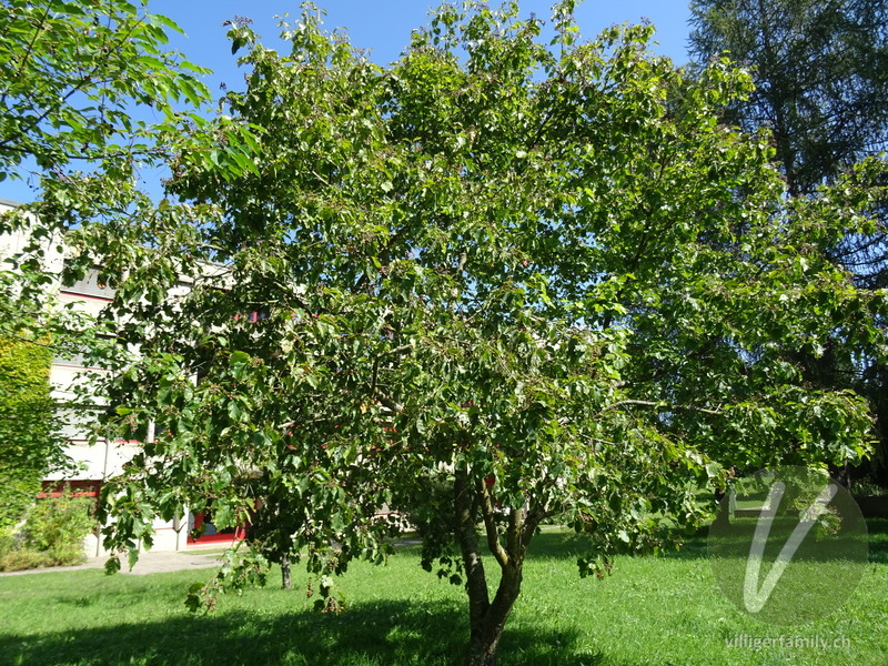 Elsbeerbaum: Gesamtbild